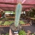 Cactos Azul - Pilosocereus Azureus - pote 11 na internet