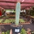 Cactos Azul - Pilosocereus Azureus - pote 11 - Fazenda das Suculentas
