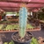 Cactos Azul - Pilosocereus Azureus - pote 07 - comprar online