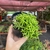 Rhipsalis Cereuscula (Cactos Coral) - pote 11 na internet