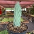 Haworthia Glauca na internet