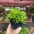 Rhipsalis Cereuscula (Cactos Coral) - pote 11 - comprar online