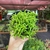 Rhipsalis Cereuscula (Cactos Coral) - pote 11 - Fazenda das Suculentas
