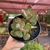 Adromischus Strawberry Cake na internet