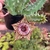 Huernia Zebrina Híbrida Rosea - comprar online