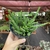 Orbea Variegata Minima - loja online