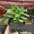 Crássula Ovata Gollum - Fiona na internet