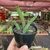 Echidnopsis Cereiformis - pote 11 - loja online