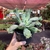 Echeveria Gibbiflora Dragon Queen - comprar online