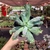 Echeveria Gibbiflora Dragon Queen - Fazenda das Suculentas