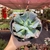 Echeveria Gibbiflora Hearts Delight - pote 14 - comprar online