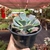 Echeveria Gibbiflora Hearts Delight - pote 14 na internet