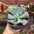 Echeveria Gibbiflora Hearts Delight - pote 14 - Fazenda das Suculentas