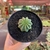 Euphorbia Infausta - pote 09 na internet