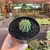 Euphorbia Infausta - pote 09 - Fazenda das Suculentas