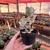 Kalanchoe Bracteata - Suculenta Colher de Prata na internet