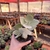 Kalanchoe Bracteata - Suculenta Colher de Prata - comprar online
