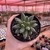Pachyphytum Compactum - Suculenta Diamante - comprar online
