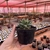 Pachyphytum Compactum - Suculenta Diamante na internet