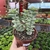 Crassula Perforata Ivory Tower - comprar online