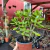 Crassula Ovata Jade - pote 14 na internet