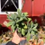 Kleinia Fulgens - Pote 11 - comprar online
