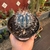 Melocactus Azureus - comprar online