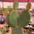 Opuntia Microdasys - Cacto Orelha de Mickey - Vermelha - Fazenda das Suculentas