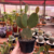 Opuntia Microdasys - Cacto Orelha de Mickey - Vermelha na internet