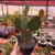 Opuntia Microdasys - Cacto Orelha de Mickey - Vermelha