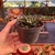 Haworthia Limifolia na internet