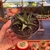 Haworthia Limifolia - comprar online