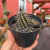 Setiechinopsis Mirabilis na internet