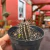 Setiechinopsis Mirabilis - comprar online