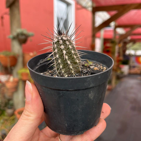 Setiechinopsis Mirabilis