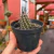 Setiechinopsis Mirabilis