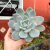 Echeveria Monroe