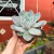 Echeveria Monroe - comprar online