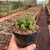 Gymnocalycium Multiproliferum - Pote 11 na internet