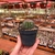 Notocactus Muricatus - Pote 07 - comprar online