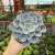 Echeveria Orpet na internet