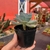 Echeveria Orpet - pote 09 - Fazenda das Suculentas
