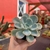 Echeveria Orpet - pote 09 - comprar online