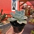 Echeveria Orpet - pote 09 na internet