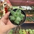 Pachyphytum Compactum - Suculenta Diamante - pote 06 na internet