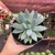 Pachyphytum Hookei - pote 11 - comprar online