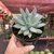 Pachyphytum Hookei - pote 11 - Fazenda das Suculentas
