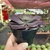 Echeveria Painted Frills - pote 11 - Fazenda das Suculentas