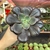 Echeveria Painted Frills - pote 11 - comprar online