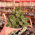 Cotyledon Tomentosa - Pata de Urso